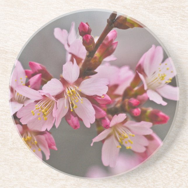 Pink Against A Gray Sky Japanese Cherry Blossoms Sandstein Untersetzer (Vorne)