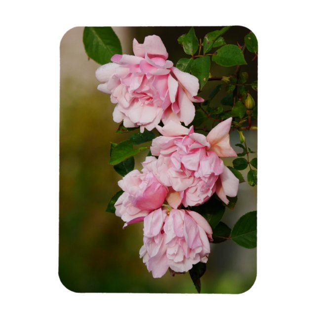 Pink Albertine Magnet Rose (Vertical)