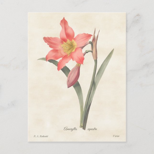Pink Amaryllis Vintag Botanische Illustration Postkarte (Vorderseite)