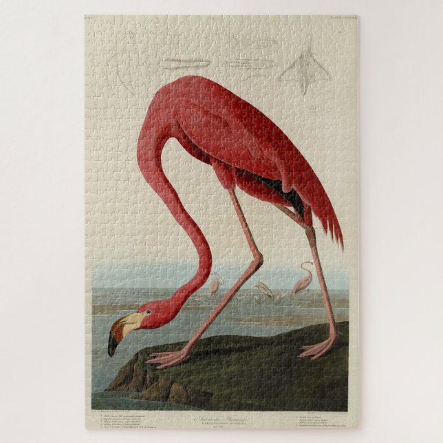 Pink American Flamingo  Audubon's Birds of America (Vertikal)