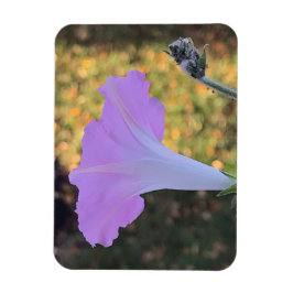 Pink and Gold Sparkle Morning Glory  Magnet