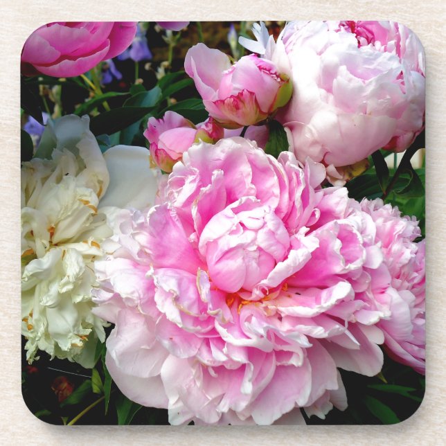 Pink and White Peonies Untersetzer (Vorderseite)