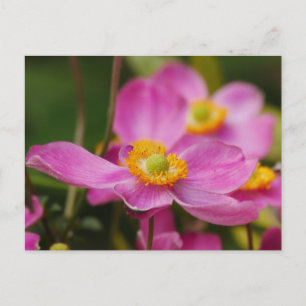 Pink Anemone Blume Postkarte