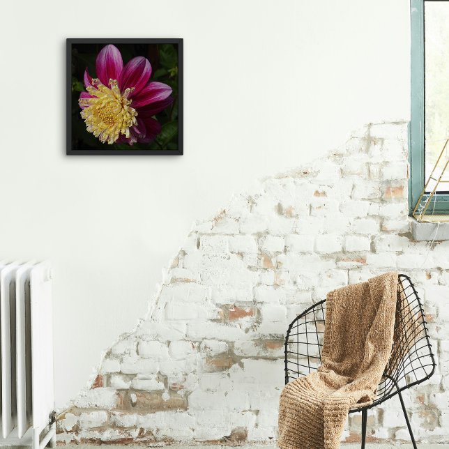 Pink Anemone Dahlia Bloom Floral Fotodruck (In Situ Framed)