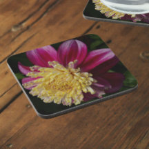 Pink Anemone Dahlia Bloom Floral