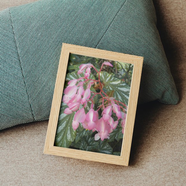 Pink Angel Wing Begonia Blume Fotodruck (In Situ Framed)