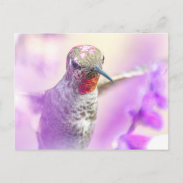 Pink Anna's Hummingbird fliegt über violette Blume Postkarte