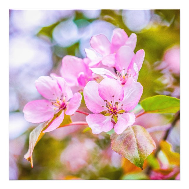 Pink Apple Blossom Fotodruck (Vorne)