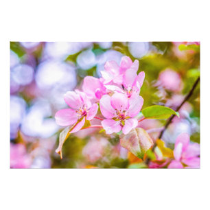 Pink Apple Blossom Fotodruck