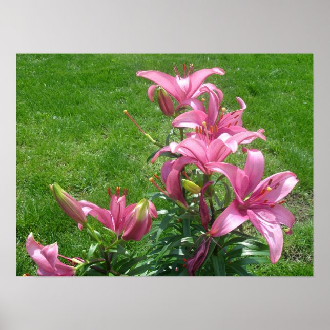 Pink Asiatic Lilies Poster (Vorne)