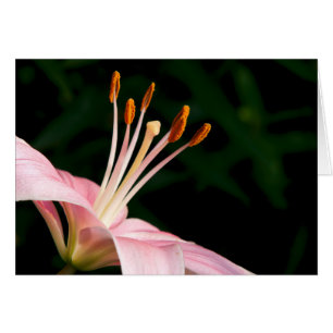 Pink Asiatische Liege geschlossen
