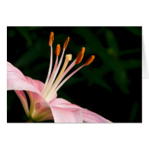 Pink Asiatische Liege geschlossen