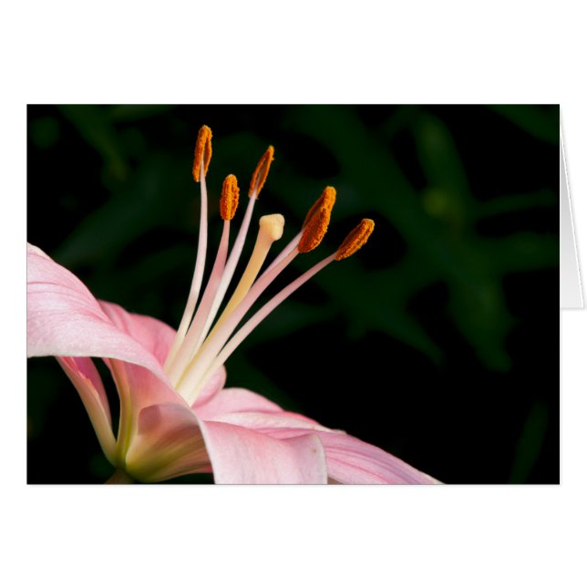 Pink Asiatische Liege geschlossen (Vorderseite (Horizontal))