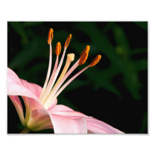 Pink Asiatische Liege geschlossen Fotodruck