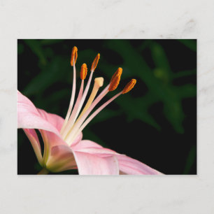 Pink Asiatische Liege Postkarte