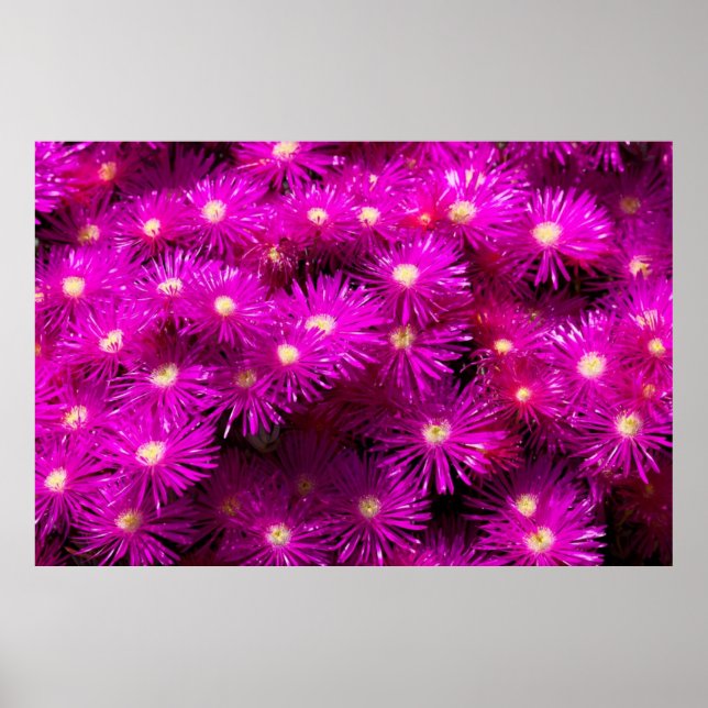 Pink-Aster-Blume Poster (Vorne)