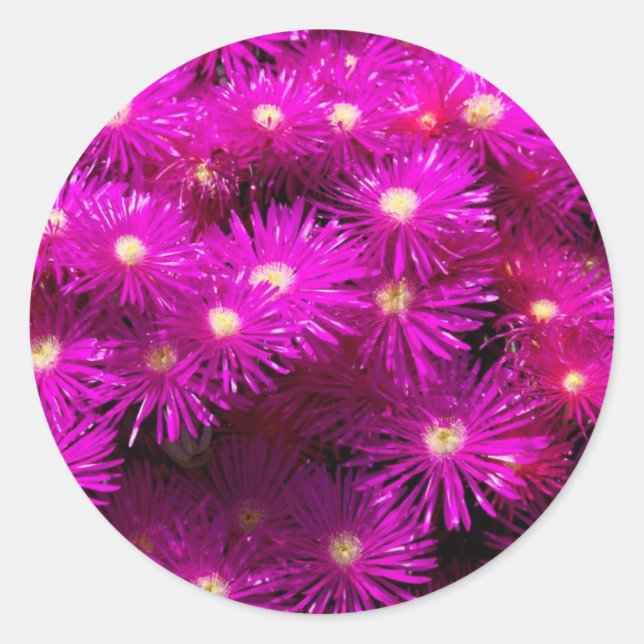 Pink-Aster-Blume Runder Aufkleber (Vorderseite)