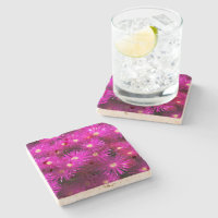 Pink-Aster-Blume