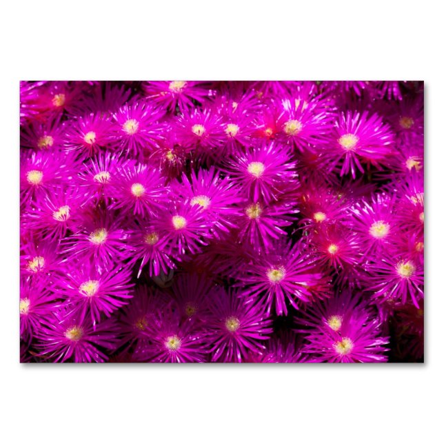 Pink-Aster-Blume Tischnummer (Vorderseite)
