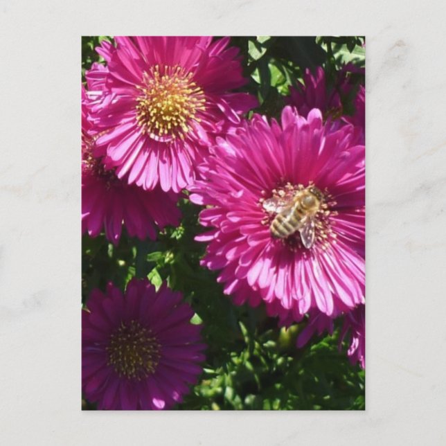 Pink Aster - Postkarte (Vorderseite)