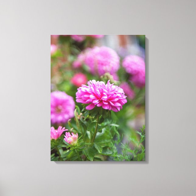 Pink Asters-Blume Leinwanddruck (Vorderseite)