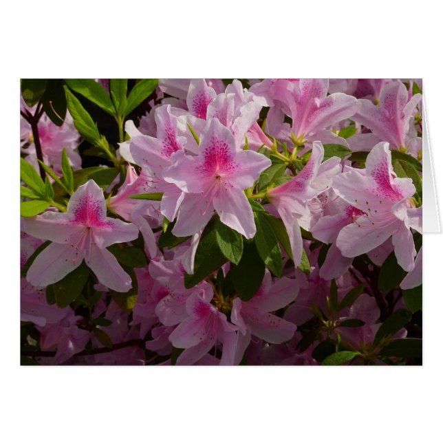 Pink Azalea Bush Frühjahr Floral (Vorderseite (Horizontal))