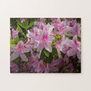 Pink Azalea Bush Frühjahr Floral