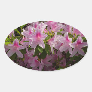 Pink Azalea Bush Frühjahr Floral Ovaler Aufkleber