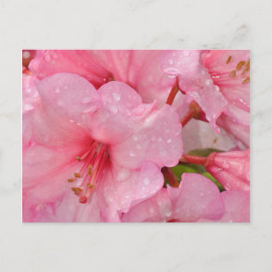 Pink azalea flowers postkarte