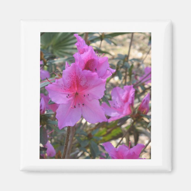 Pink Azaleas Magnet (Vorne)
