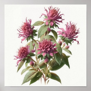 Pink Bee Balm Art Imprimer Poster