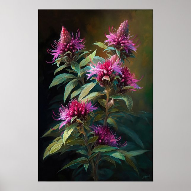 Pink Bee Balm Blume Art Print Poster (Vorne)
