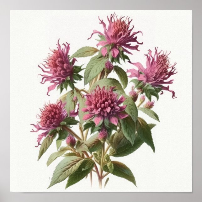 Pink Bee Balm Blume Art Print Poster (Vorne)