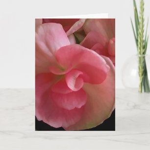 Pink Begonias, Digital Painting Grußkarte Karte