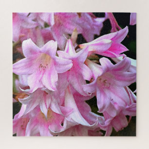 Pink Belladonna Amaryllis Lilies