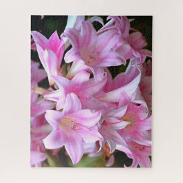 Pink Belladonna Lilies