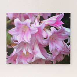 Pink Belladonna Lilies