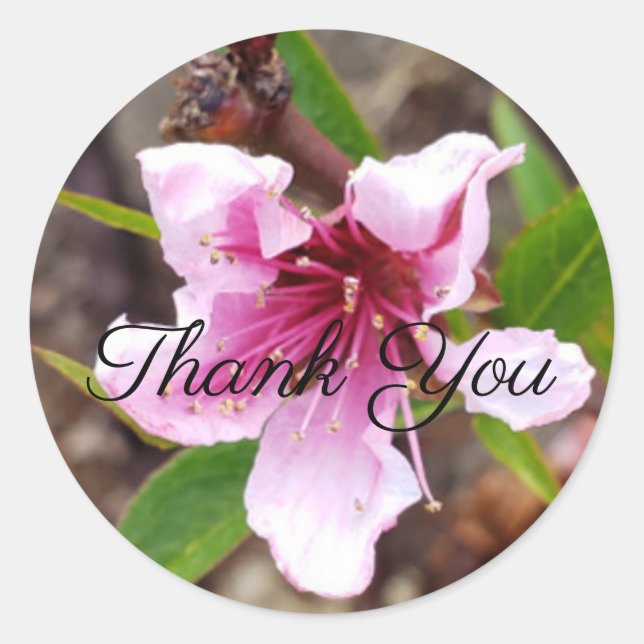 Pink Blossom Floral Vielen Dank, Sticker (Vorderseite)