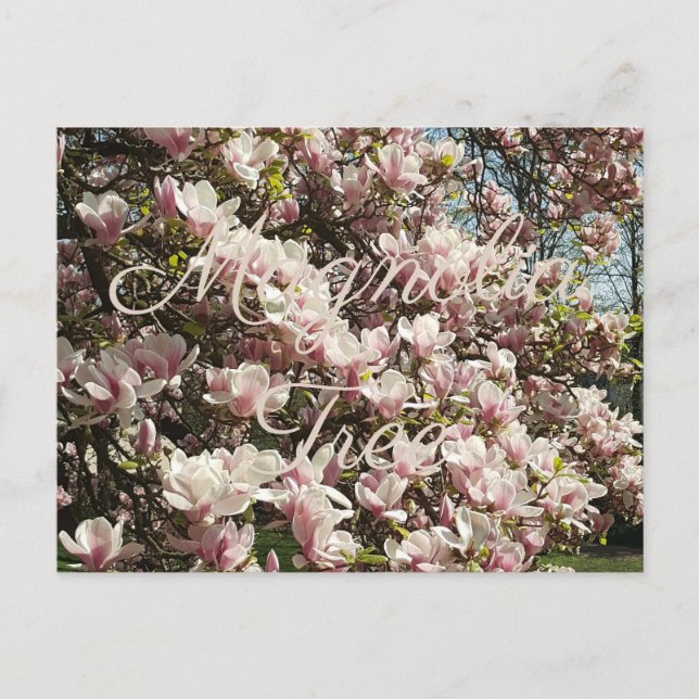 Pink Blossom Magnolia Tree Blumenfotografie Postkarte (Vorderseite)