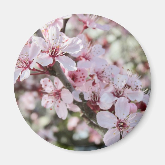 Pink Blossoms Red Stems. Magnet (Vorne)