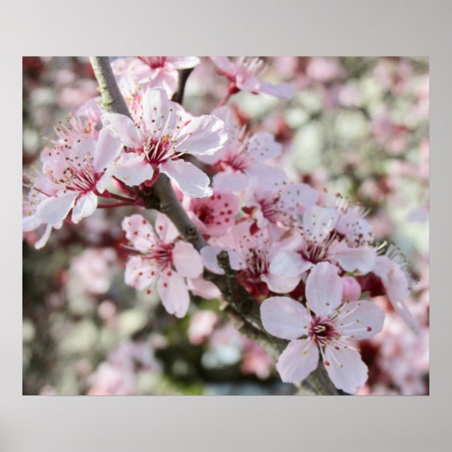 Pink Blossoms Red Stems. Poster (Vorne)