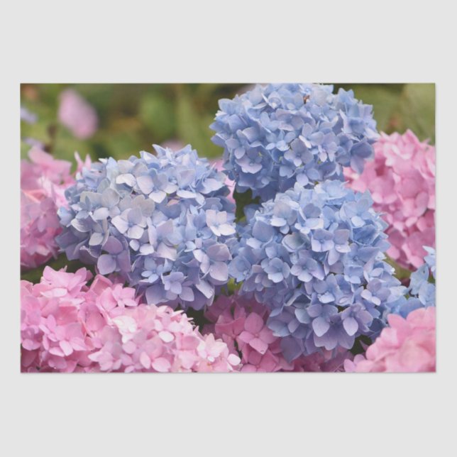 Pink Blue Hydrangea Blume Geschlechtsverkehr Seidenpapier (Vorderseite)