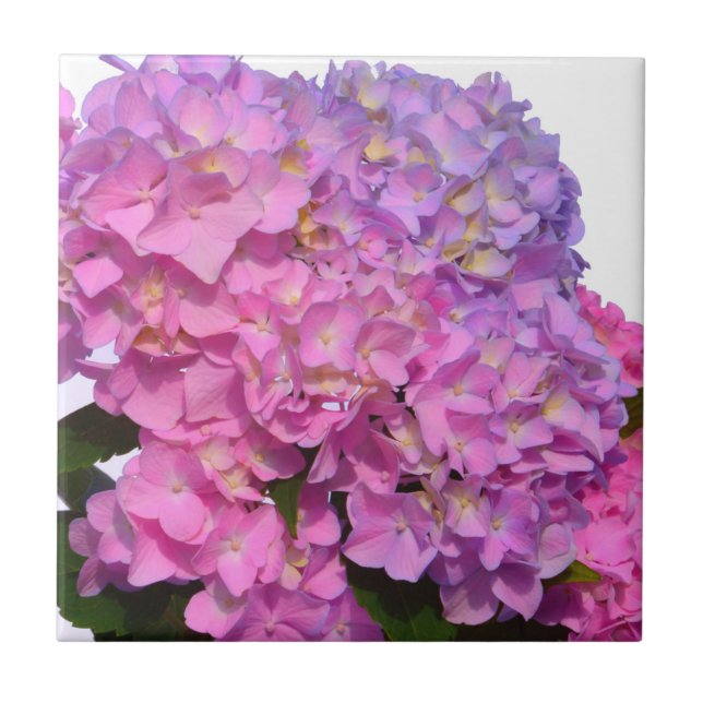 Pink Blue Hydrangeas elegante rosa violette Blumen Fliese (Vorderseite)