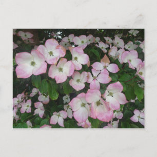 Pink Blume DICKE Postkarte