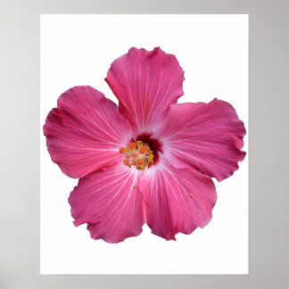 Pink Blume Poster
