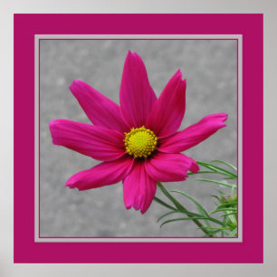 Pink Blume Poster