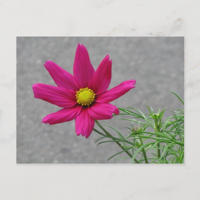 Pink-Blume-Postkarte Postkarte (Vorderseite)
