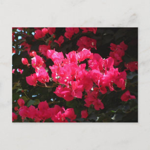 Pink-Blume-Postkarte Postkarte