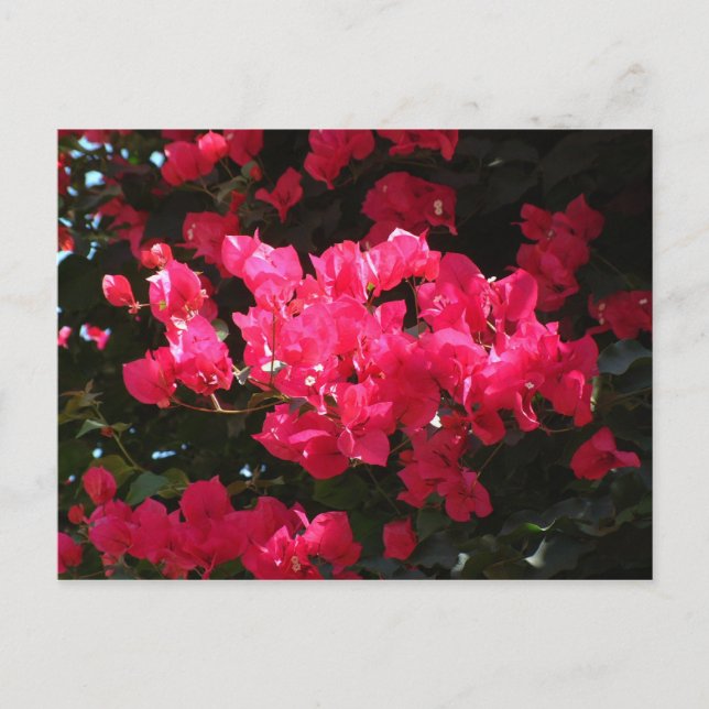 Pink-Blume-Postkarte Postkarte (Vorderseite)