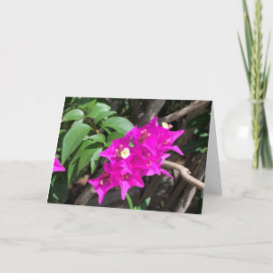 Pink Bougainvillea Blank Karte